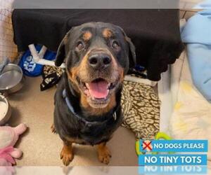 Rottweiler Dogs for adoption in Fort Wayne, IN, USA