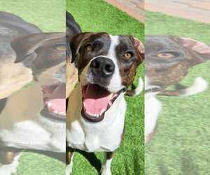 Boxer-Unknown Mix Dogs for adoption in phoenix, AZ, USA