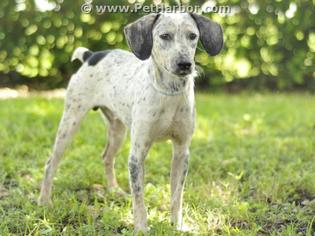 Mutt Dogs for adoption in Tavares, FL, USA