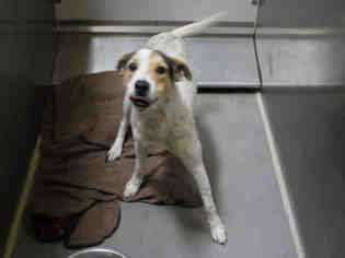 Beagle-Unknown Mix Dogs for adoption in Modesto, CA, USA