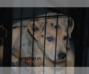 Australian Shepherd-German Shepherd Dog Mix Dogs for adoption in Aurora, IN, USA