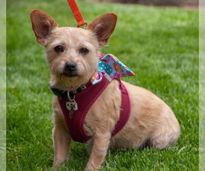 Cairn Terrier-Unknown Mix Dogs for adoption in San Jose, CA, USA