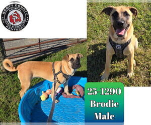 Mastiff-Unknown Mix Dogs for adoption in Georgetown, KY, USA