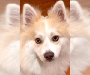 Huskies -Pomeranian Mix Dogs for adoption in Irvine, CA, USA