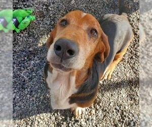 Basset Hound Dogs for adoption in San Pablo, CA, USA
