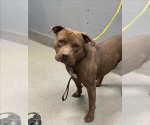 American Pit Bull Terrier-Unknown Mix Dogs for adoption in Las Vegas, NV, USA