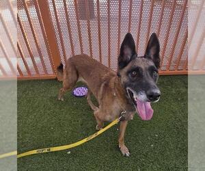Mutt Dogs for adoption in Las Vegas, NV, USA