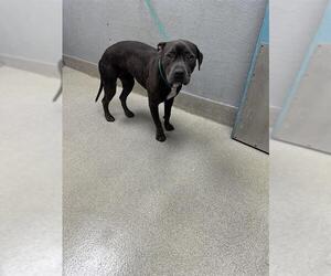 American Pit Bull Terrier-Unknown Mix Dogs for adoption in Las Vegas, NV, USA