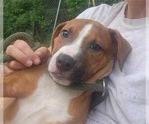 American Pit Bull Terrier Dogs for adoption in Peoria, IL, USA