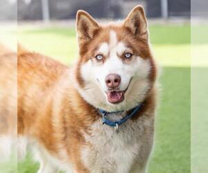 Siberian Husky Dogs for adoption in Camarillo, CA, USA