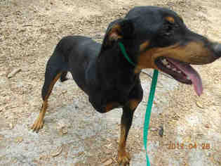 Doberman Pinscher Dogs for adoption in Gainesville, FL, USA