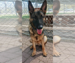 German Shepherd Dog Dogs for adoption in Kankakee, IL, USA