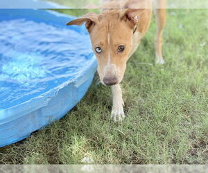 Mutt Dogs for adoption in Tulsa, OK, USA