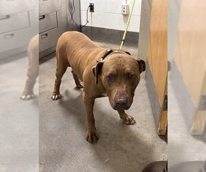 American Bulldog-Unknown Mix Dogs for adoption in Forestville, MD, USA