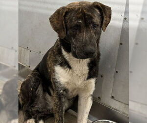 American Pit Bull Terrier-Unknown Mix Dogs for adoption in San Bernardino, CA, USA