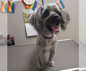 Mutt Dogs for adoption in Las Vegas, NV, USA