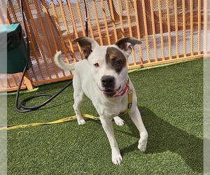 Boxer-Unknown Mix Dogs for adoption in Las Vegas, NV, USA