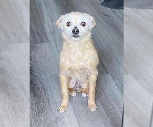 Mutt Dogs for adoption in Long Beach, CA, USA