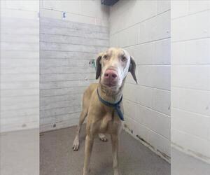 Doberman Pinscher Dogs for adoption in San Bernardino, CA, USA