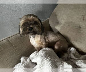 Lhasa Apso-Unknown Mix Dogs for adoption in Grafton, WI, USA
