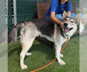 German Shepherd Dog-Huskies  Mix Dogs for adoption in Camarillo, CA, USA