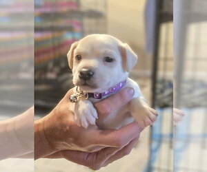 Malchi Dogs for adoption in Pacifica, CA, USA