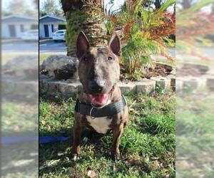 Bull Terrier Dogs for adoption in New Port Richey, FL, USA
