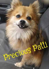 Pomeranian-Unknown Mix Dogs for adoption in Cantonment, FL, USA