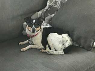 Rat Terrier Dogs for adoption in Glen Haven, WI, USA