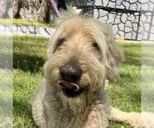 Goldendoodle (Miniature) Dogs for adoption in Yardley, PA, USA