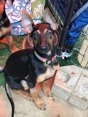 Doberman Pinscher Dogs for adoption in Arlington, WA, USA