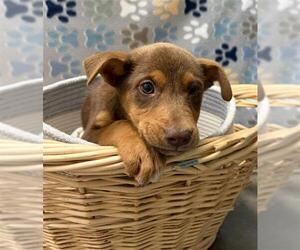 Carolina Dog-Unknown Mix Dogs for adoption in Rosenberg, TX, USA