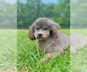 Poodle (Toy) Dogs for adoption in Pacolet, SC, USA