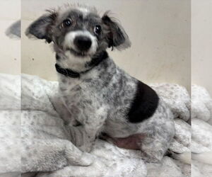 Chihuahua-Unknown Mix Dogs for adoption in Rustburg, VA, USA