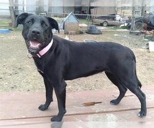 Shepradors Dogs for adoption in San Antonio, TX, USA