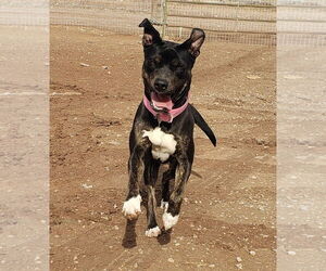 American Pit Bull Terrier-Unknown Mix Dogs for adoption in Peralta, NM, USA