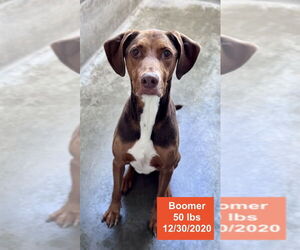 Medium Photo #7 Doberman Pinscher-Rhodesian Ridgeback Mix Puppy For Sale in West Hollywood, CA, USA