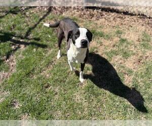 American Pit Bull Terrier-Unknown Mix Dogs for adoption in Tulsa, OK, USA