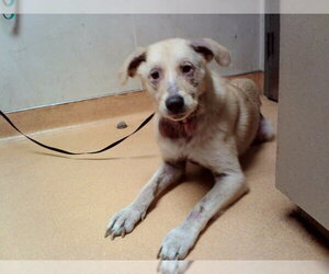 German Shepherd Dog-Unknown Mix Dogs for adoption in Martinez, CA, USA