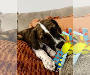 Mutt Dogs for adoption in Cliffwood, NJ, USA