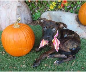 American Pit Bull Terrier-Unknown Mix Dogs for adoption in Oklahoma City, OK, USA