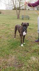 Boxer Dogs for adoption in Trenton, MO, USA