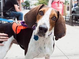 Coonhound-Unknown Mix Dogs for adoption in Brooklyn, NY, USA