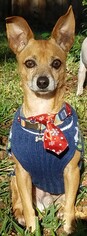 Medium Photo #1 Chiweenie Puppy For Sale in Missouri City, TX, USA