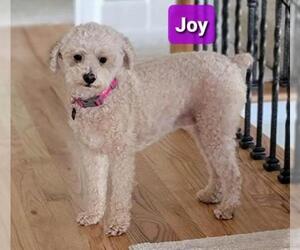 Poodle (Miniature) Dogs for adoption in Lee's Summit, MO, USA