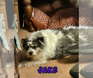 Mutt Dogs for adoption in Rustburg, VA, USA