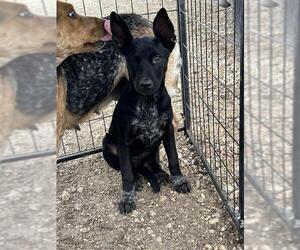 Mutt Dogs for adoption in San Antonio, TX, USA