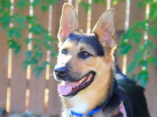German Shepherd Dog-Unknown Mix Dogs for adoption in Grass Valley, CA, USA