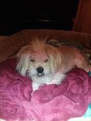 Shih Apso Dogs for adoption in Gilbertsville, PA, USA