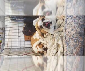 Bulldog Dogs for adoption in Phoenix, AZ, USA